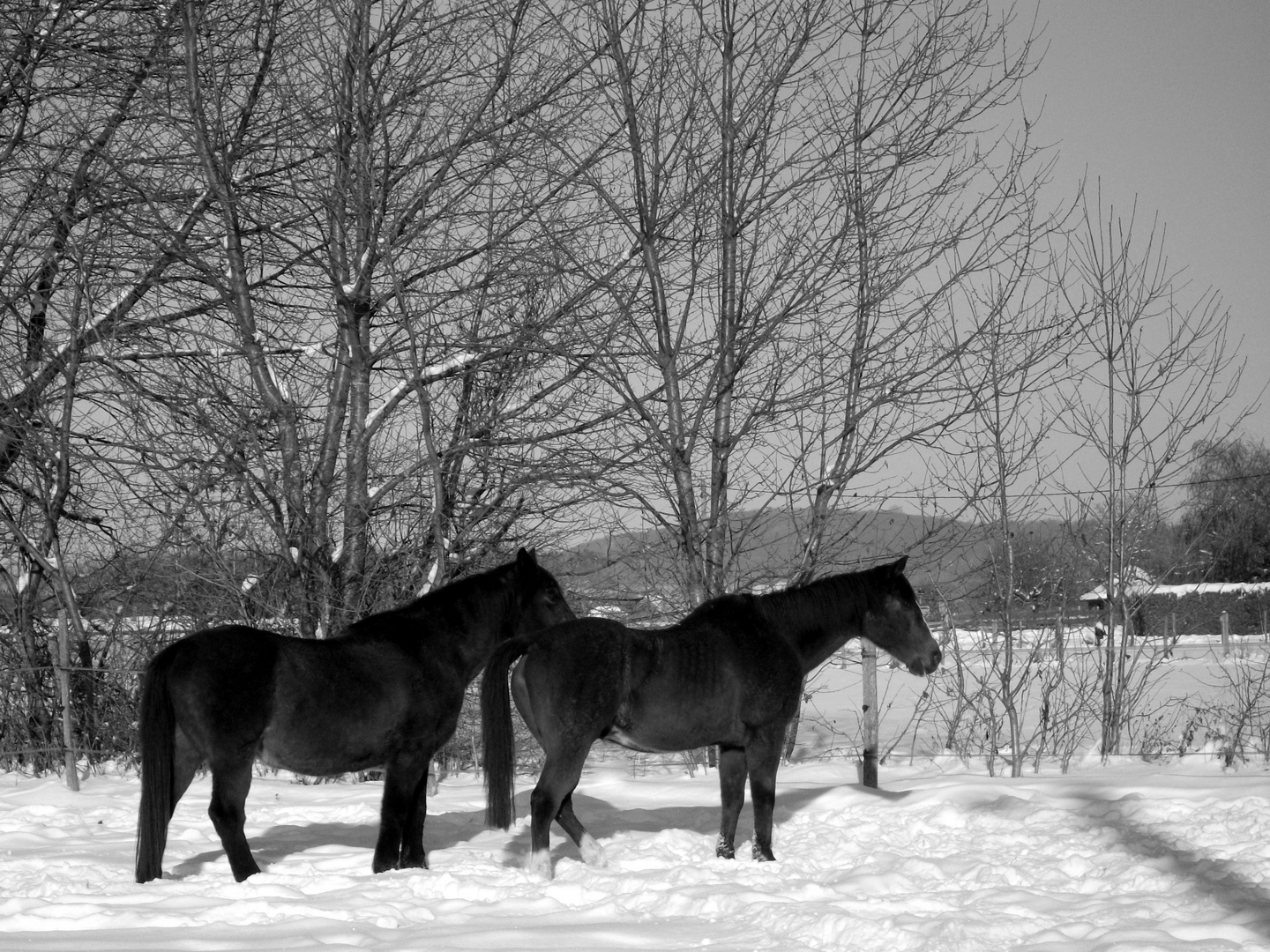 dans la neige ... (l'an dernier en Isère) 