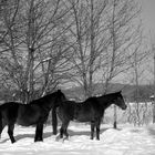 dans la neige ... (l'an dernier en Isère) 