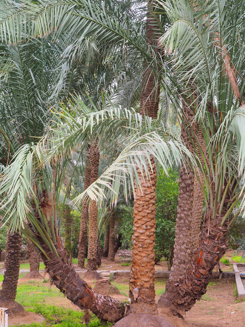 Dans la palmeraie de Al Aïn