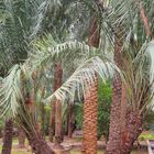 Dans la palmeraie de Al Aïn