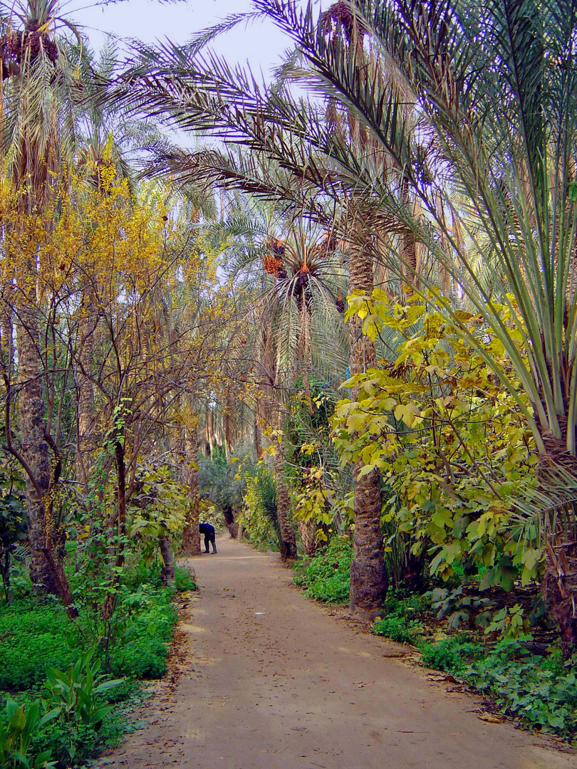 Dans la palmeraie de Tozeur