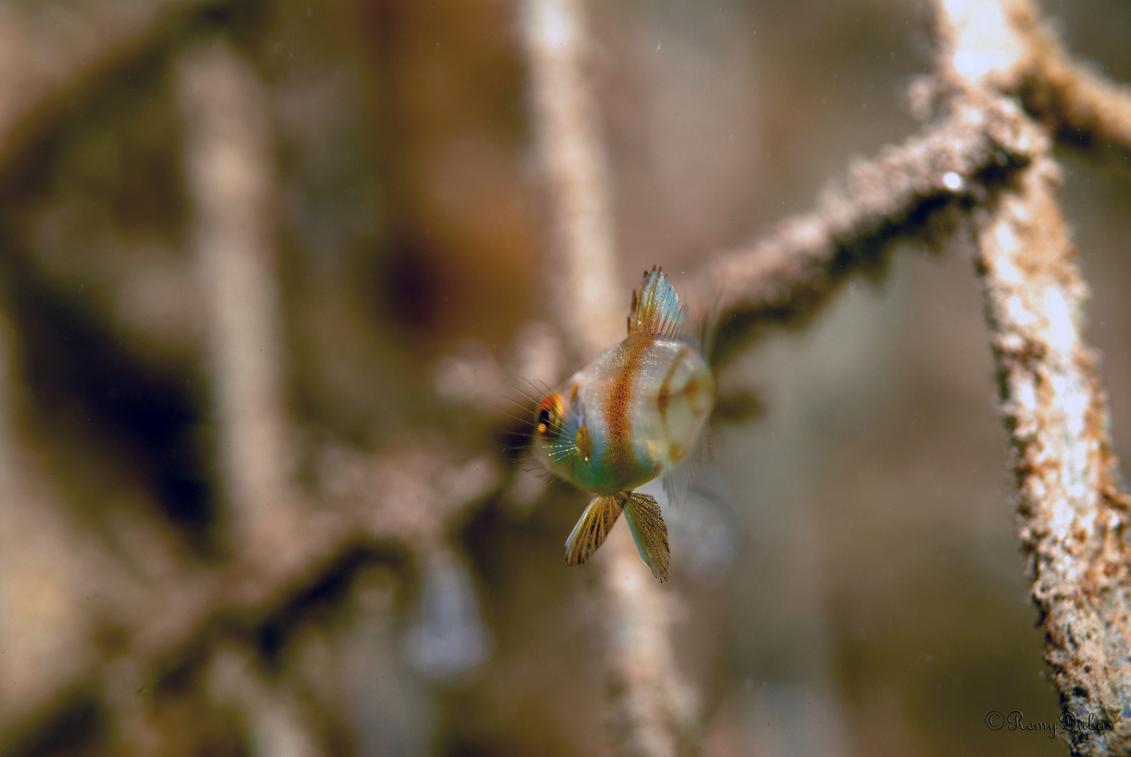 Dans la peau d'un poisson