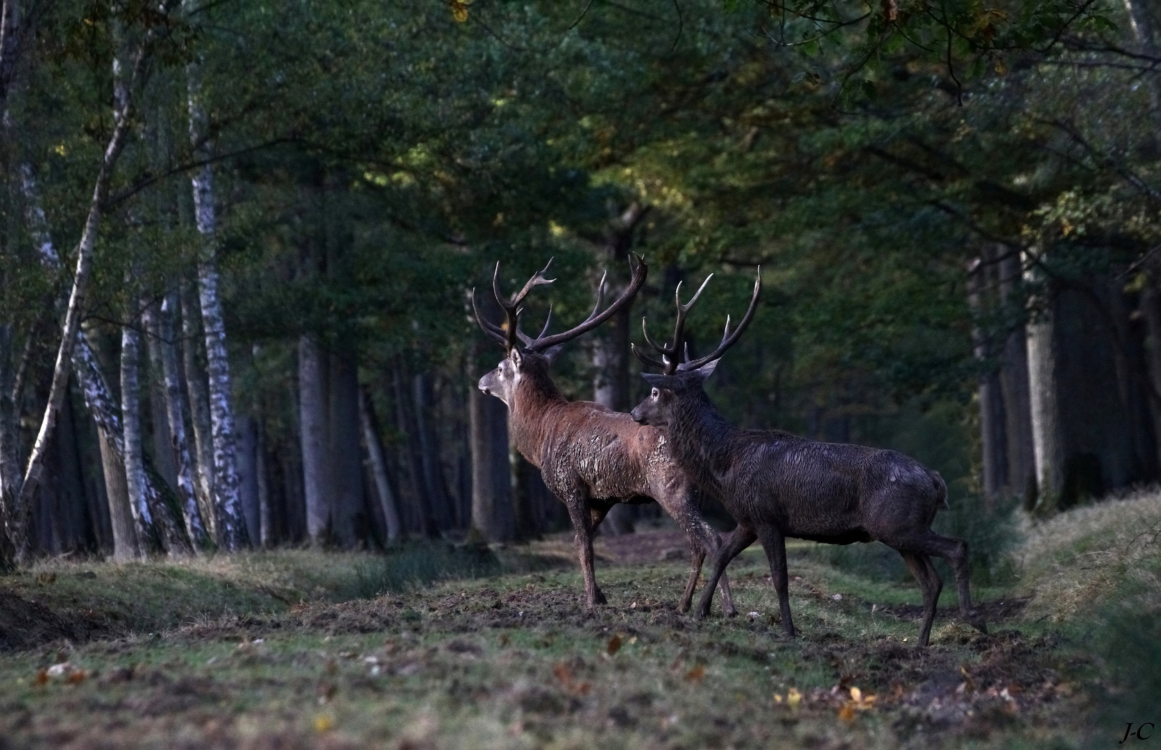 " Dans la pénombre des bois "