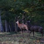 " Dans la pénombre des bois "