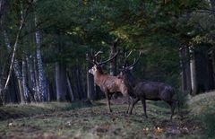 " Dans la pénombre des bois "