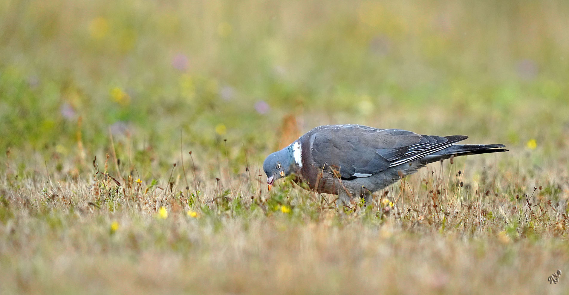 Dans la prairie