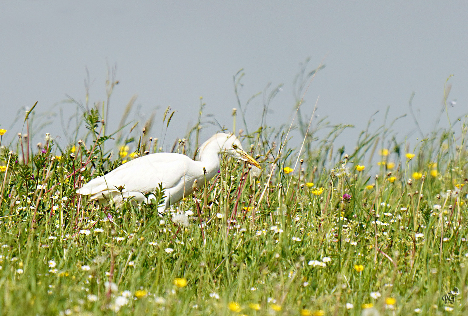 Dans la prairie ...