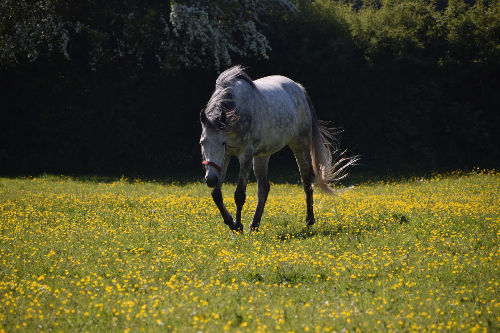 Dans la prairie 