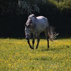 Dans la prairie 