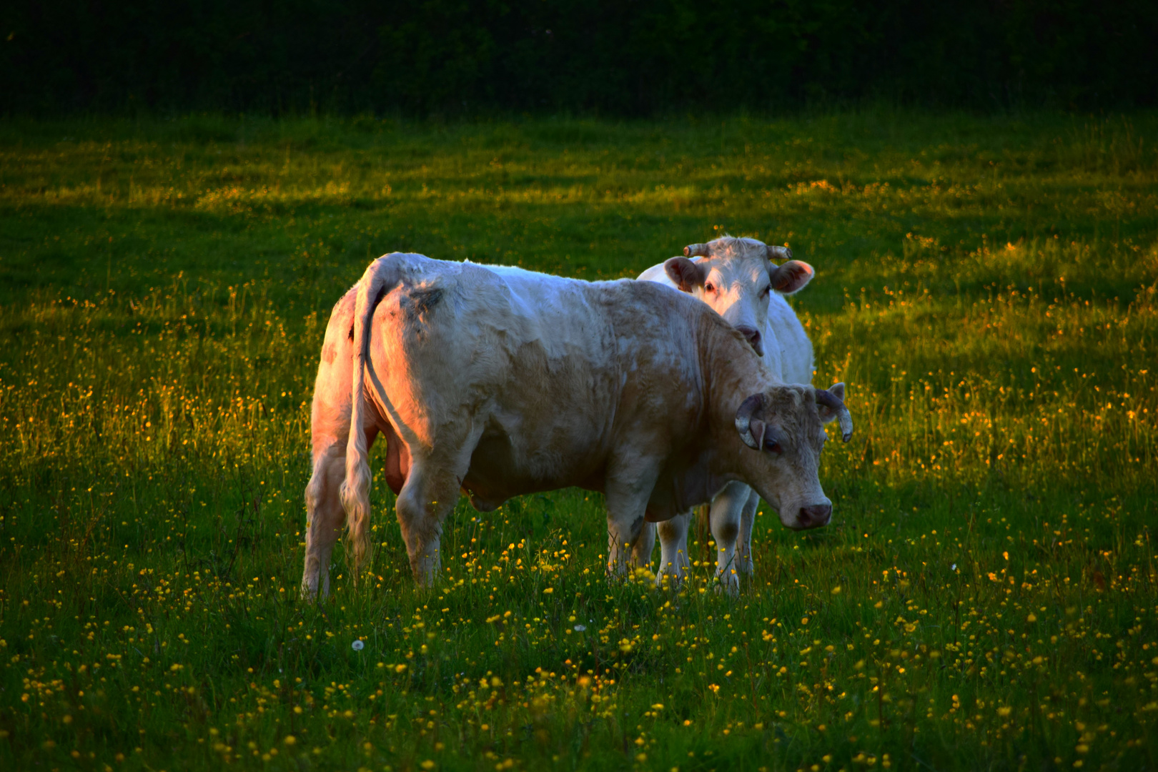 dans la prairie ''  au soleil couchant ''