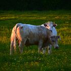 dans la prairie ''  au soleil couchant ''