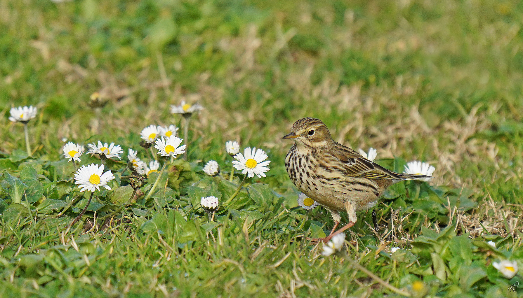 Dans la prairie...