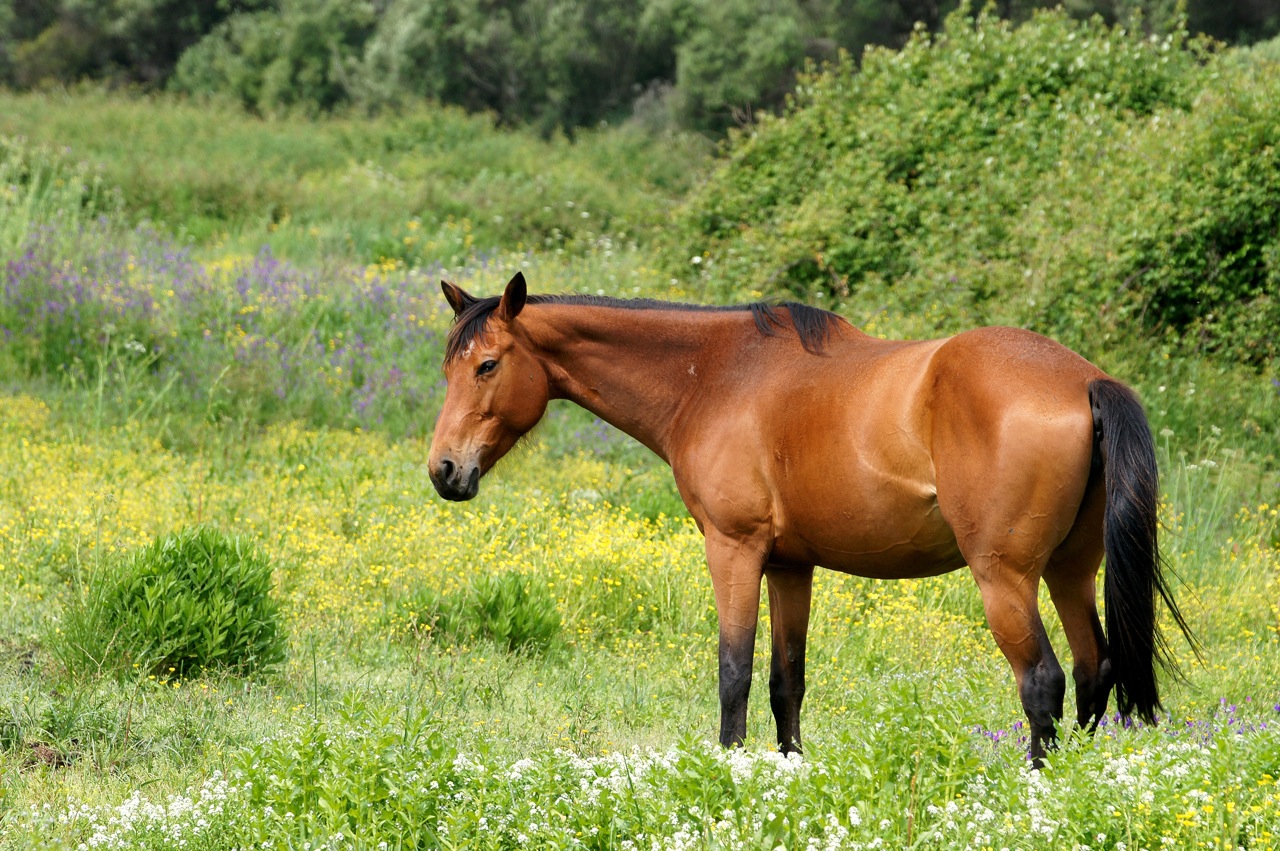 Dans la prairie..... Corse