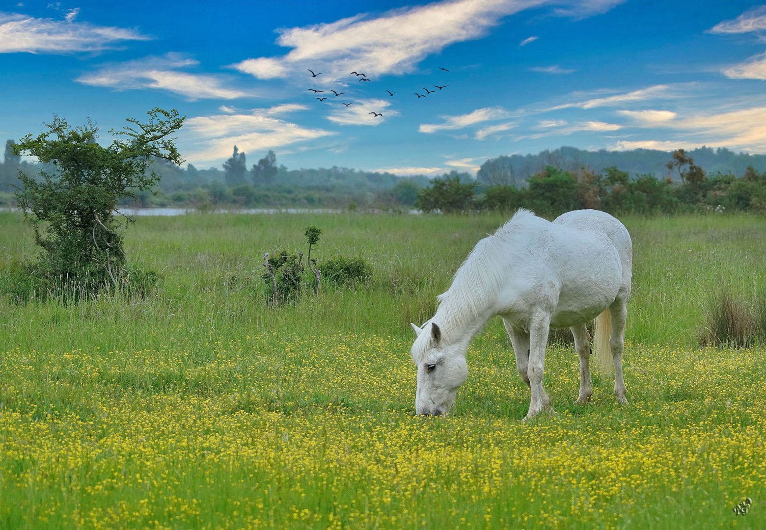 Dans la prairie... le cheval blanc