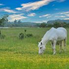 Dans la prairie... le cheval blanc