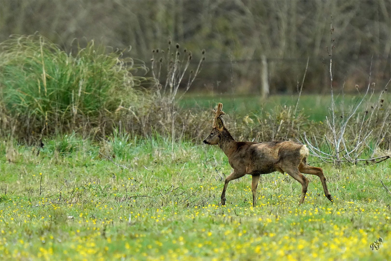 Dans la prairie, le chevreuil