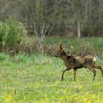 Dans la prairie, le chevreuil