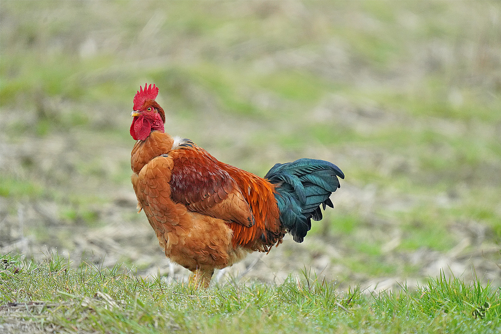 Dans la prairie ... "le CO q"