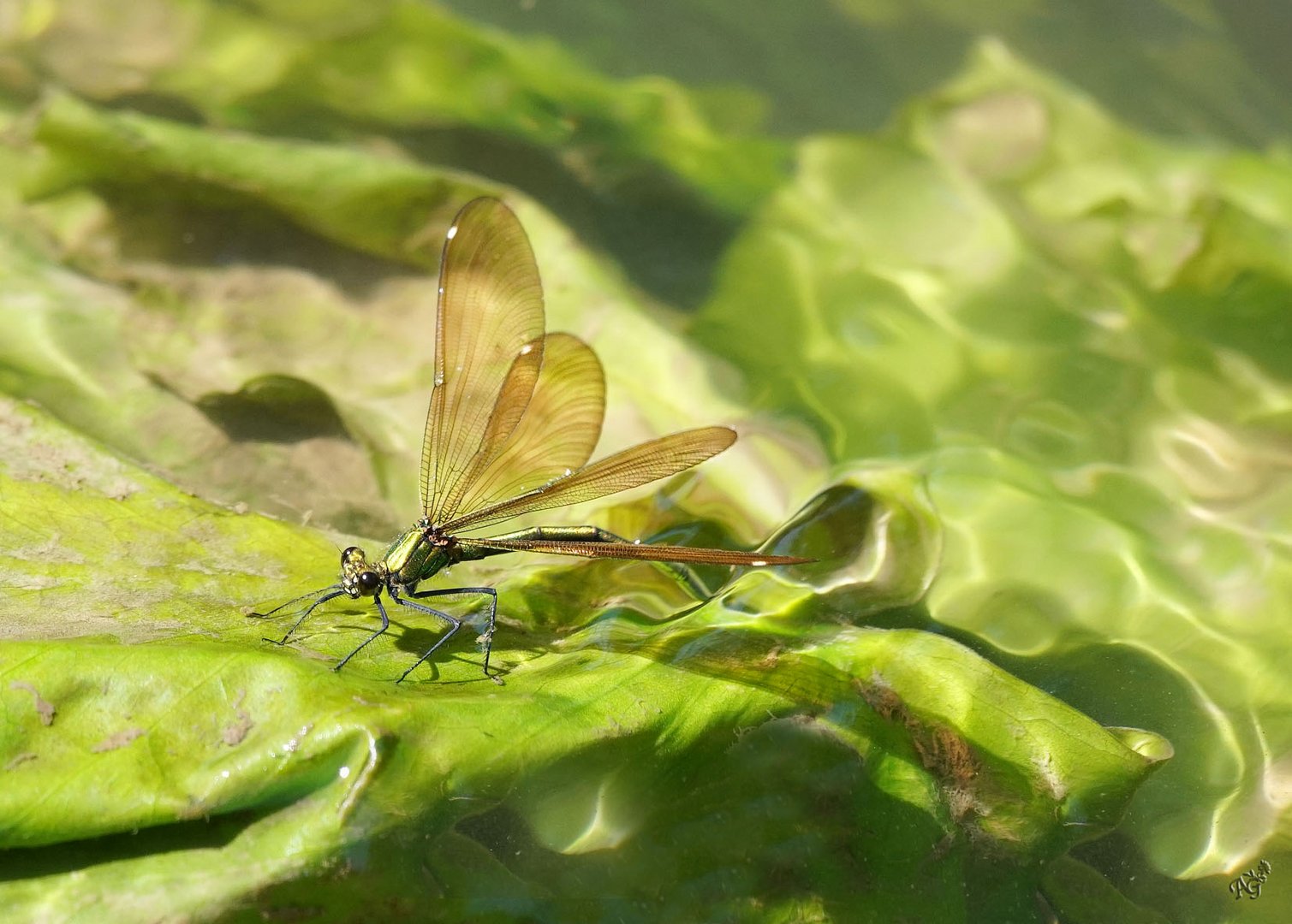 Dans la rivière ......battement d'ailes ....