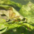 Dans la rivière ......battement d'ailes ....