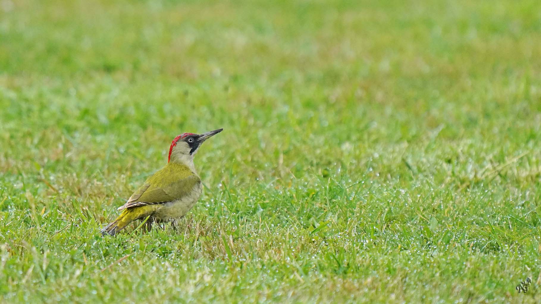 Dans la rosée du matin ..... le pic vert