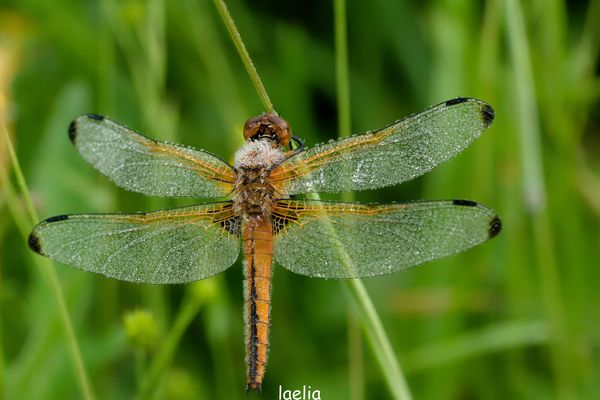 dans la rosee du matin libellule fulva