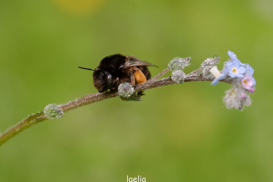 DANS LA ROSEE DU MATIN PETIT BOURDON SUR SA BRANCHE FLEURS BLEUE