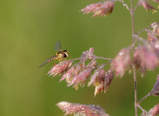 dans la rosee du matin sphyre