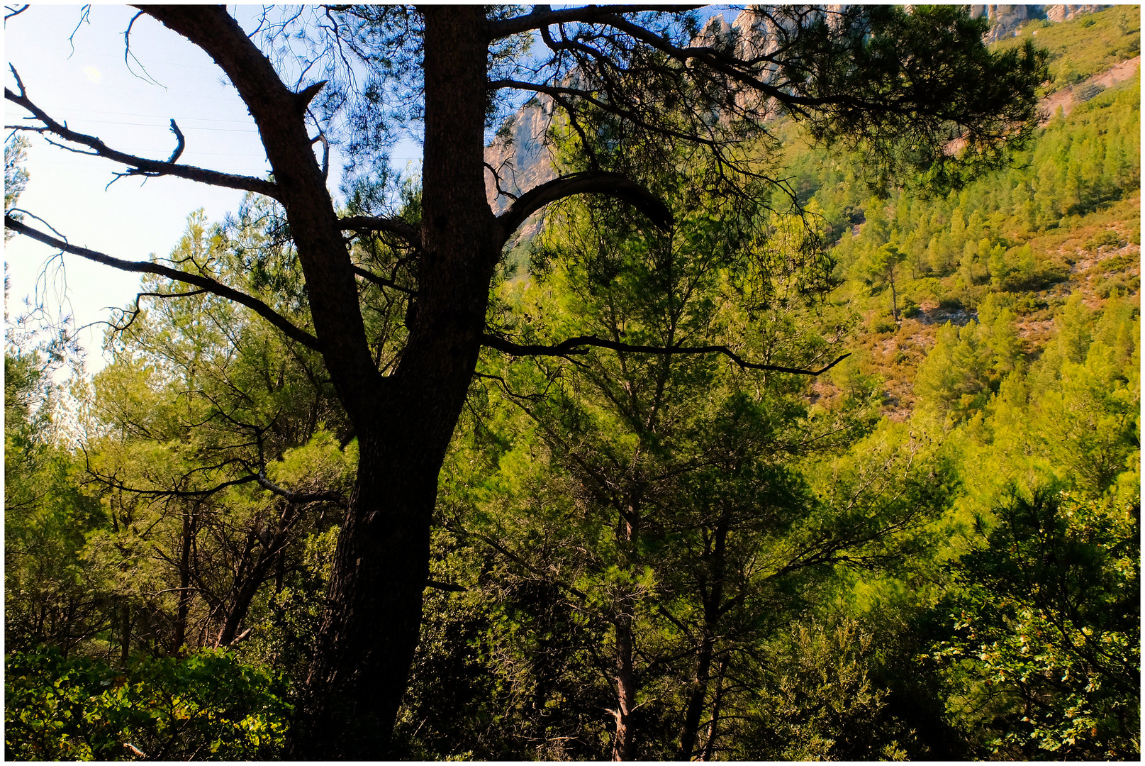 Dans la Sainte-Baume