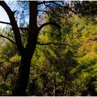 Dans la Sainte-Baume