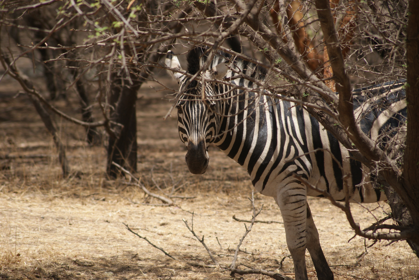 Dans la savane