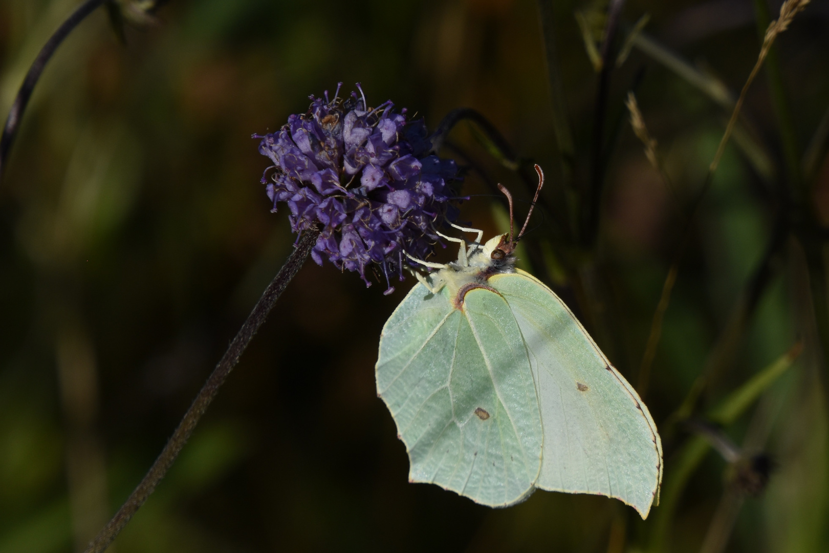 Dans la série papillon : le Citron