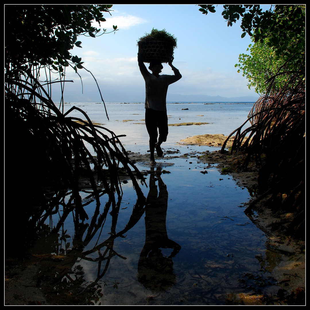 Dans la sombre fraicheur de la mangrove...