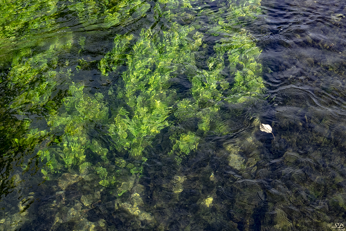 Dans la Sorgue 