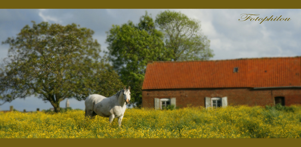 Dans la vallée de la Lys