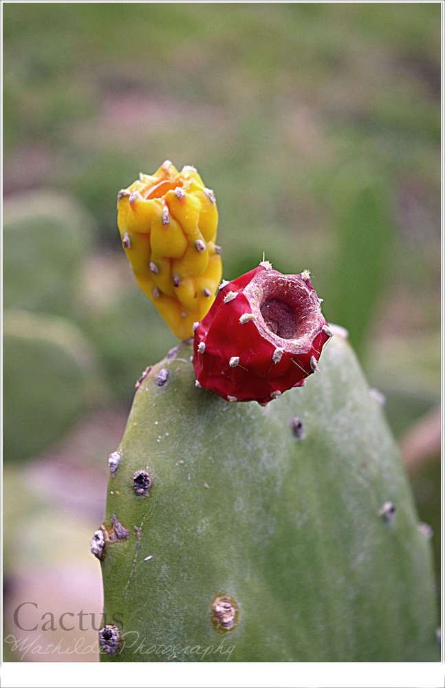 Dans la vie il y a des Cactus