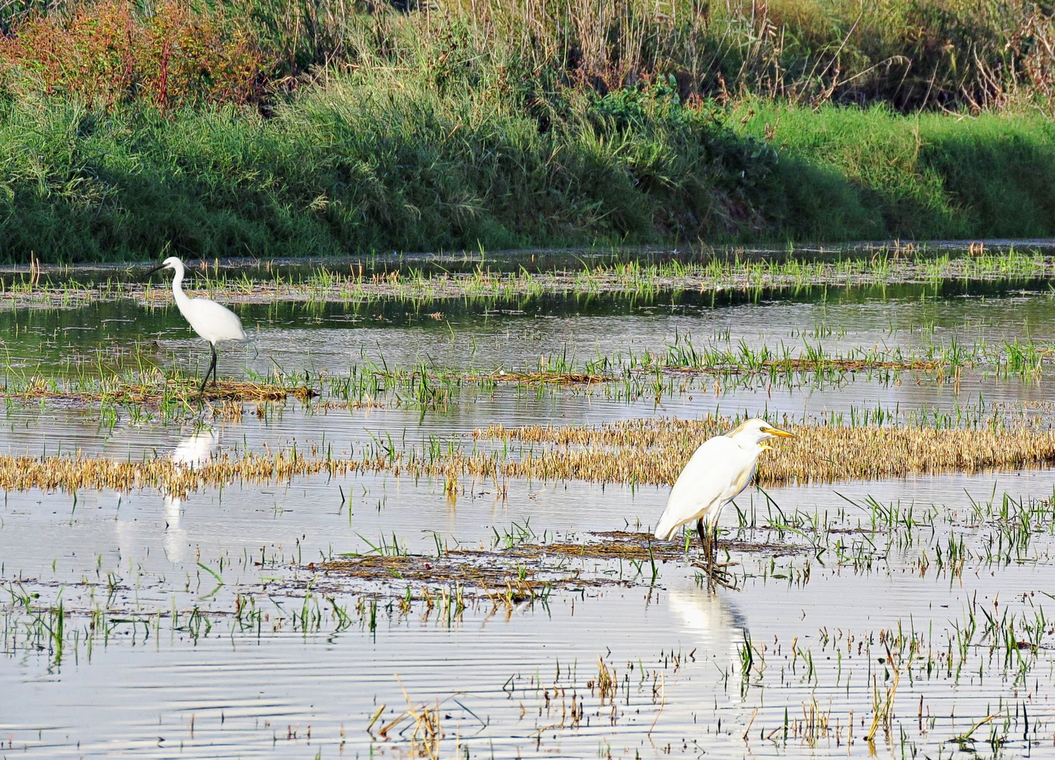 Dans l'Albufera de Valence