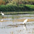 Dans l'Albufera de Valence