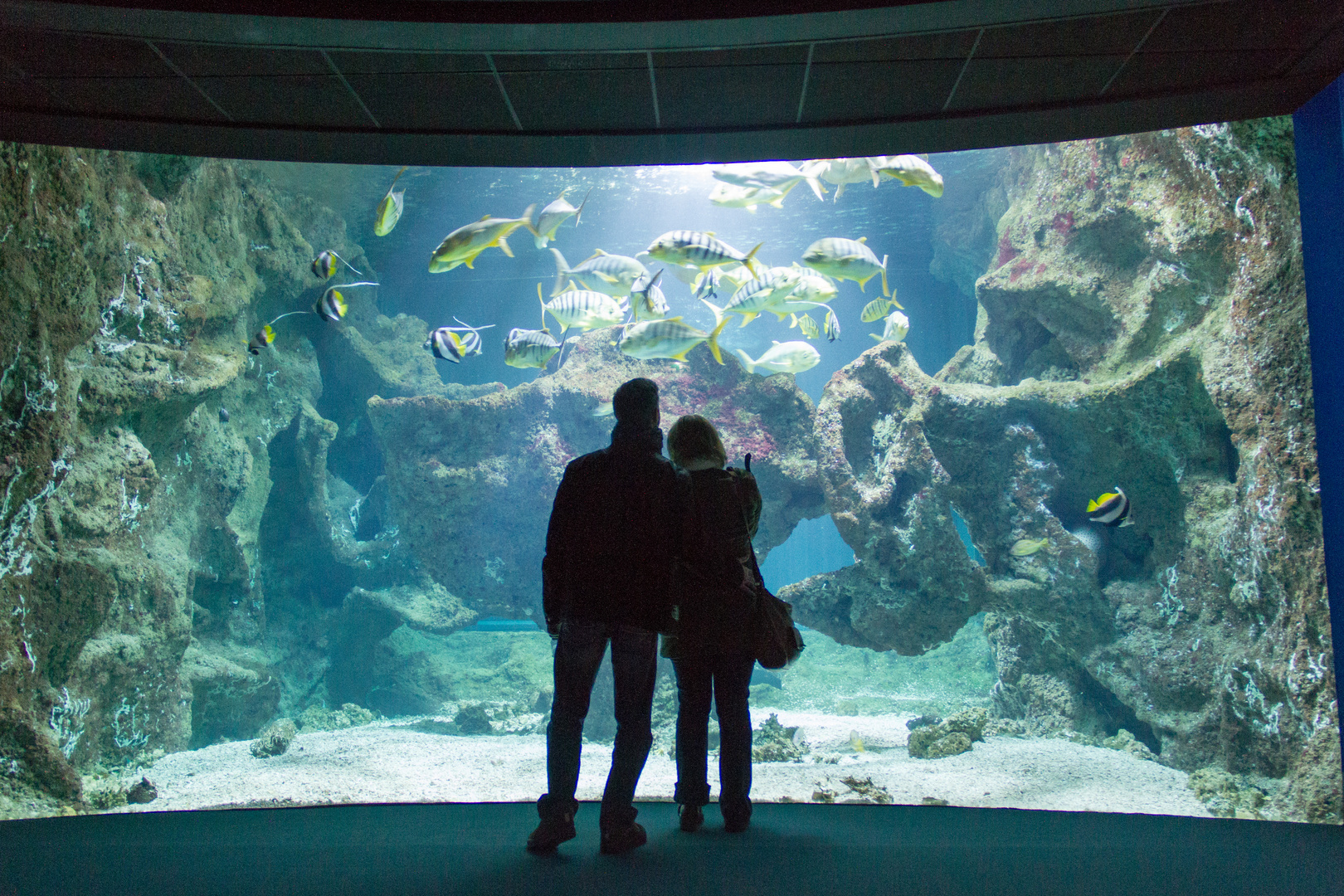 Dans l'aquarium