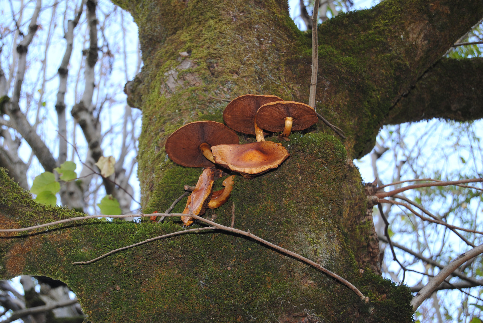 Dans l'arbre