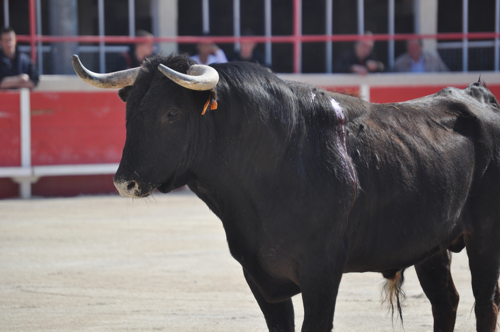 Dans l’arène !