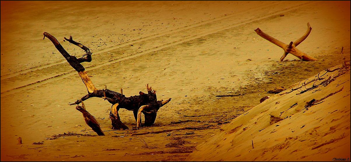 Dans l'arène...