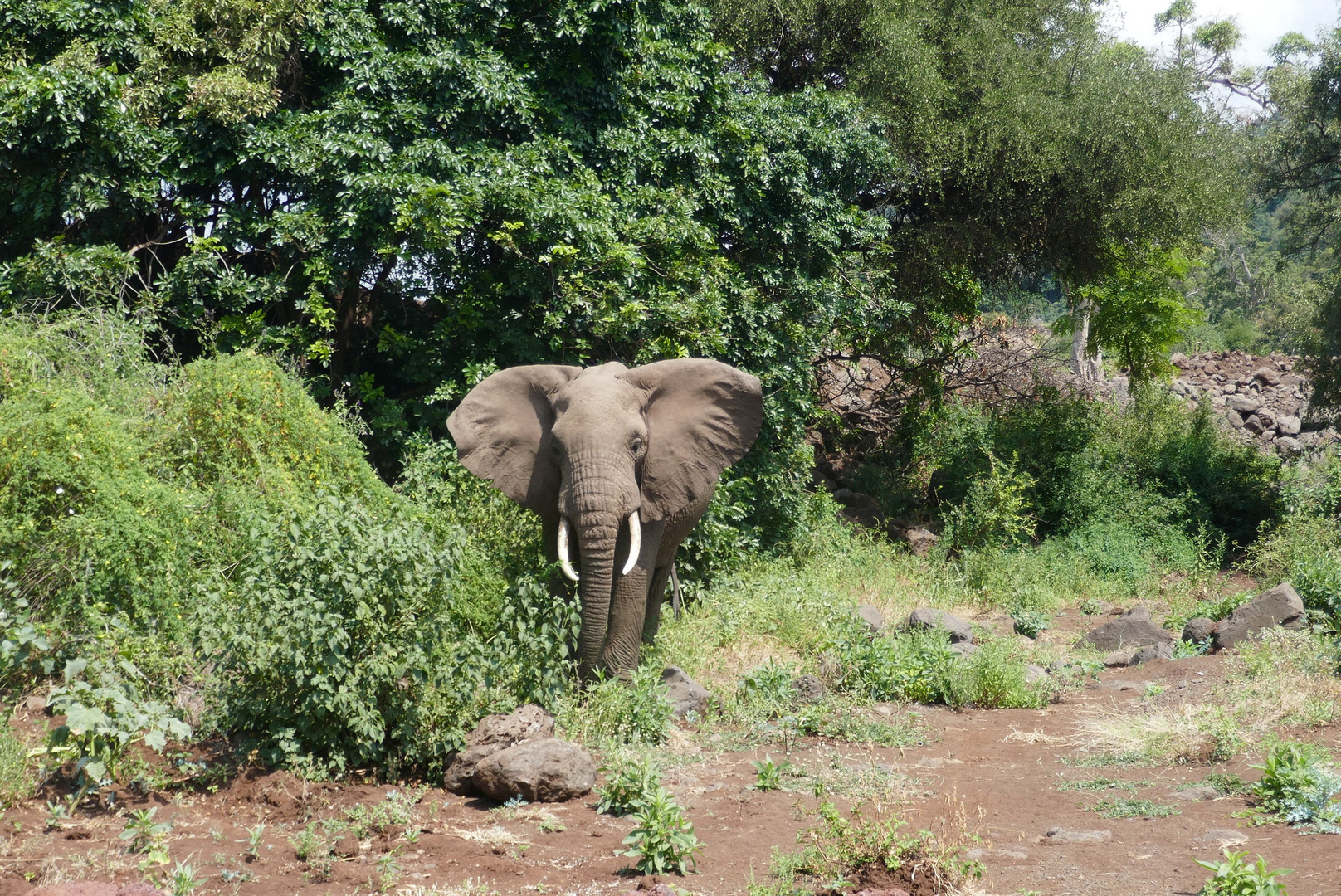 Dans l'Arusha National Park