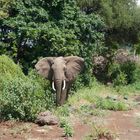 Dans l'Arusha National Park