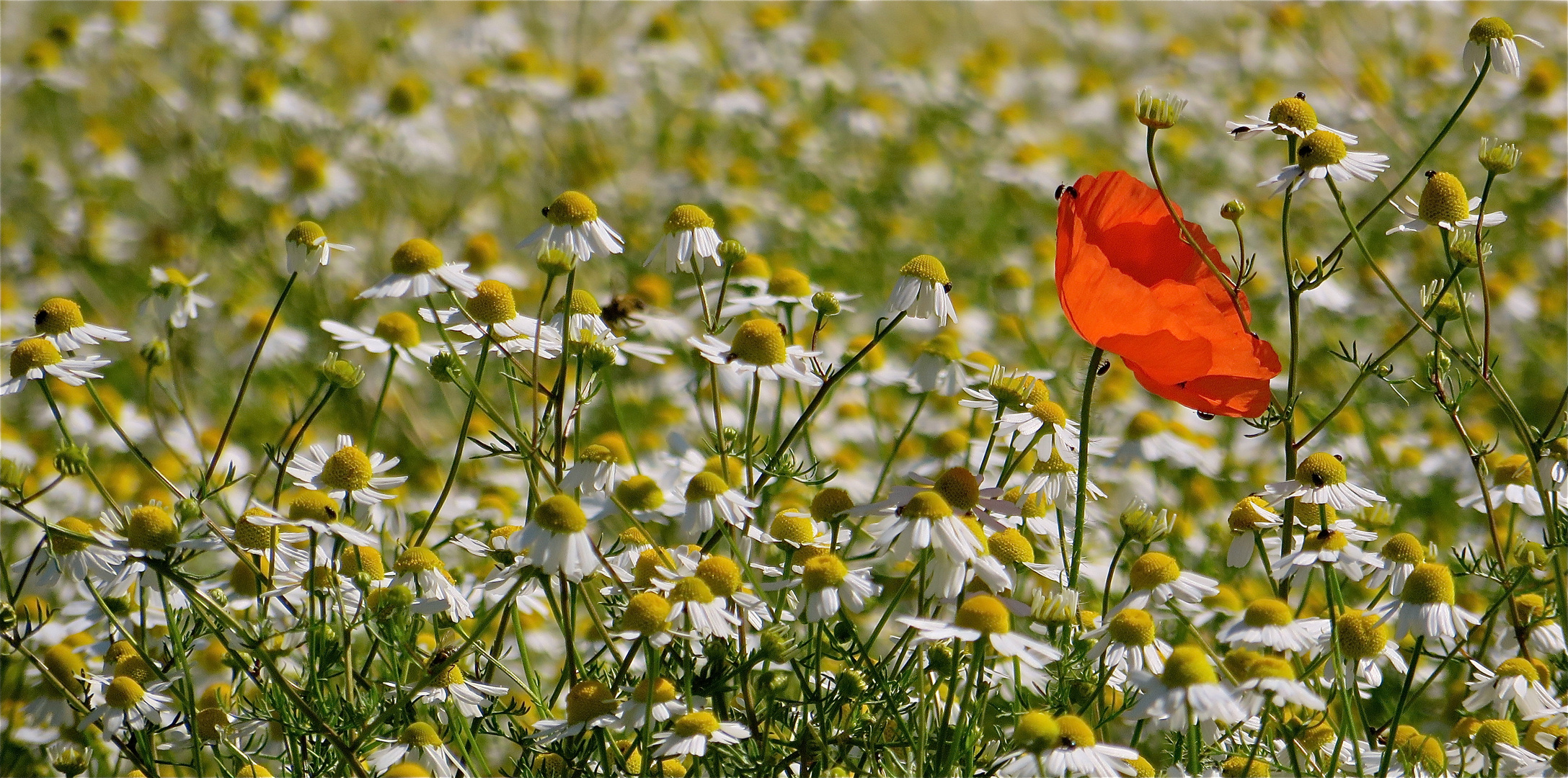 ...dans l´attente de...!!!...