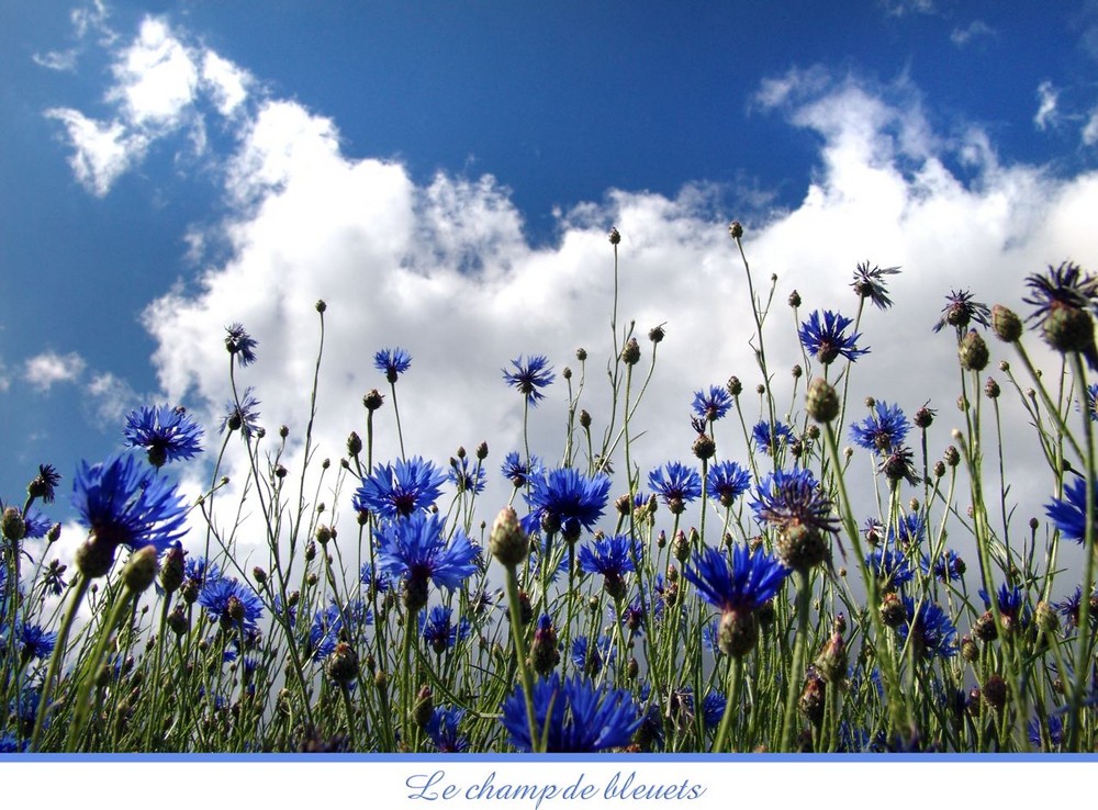 Dans l'attente de leur floraison ............