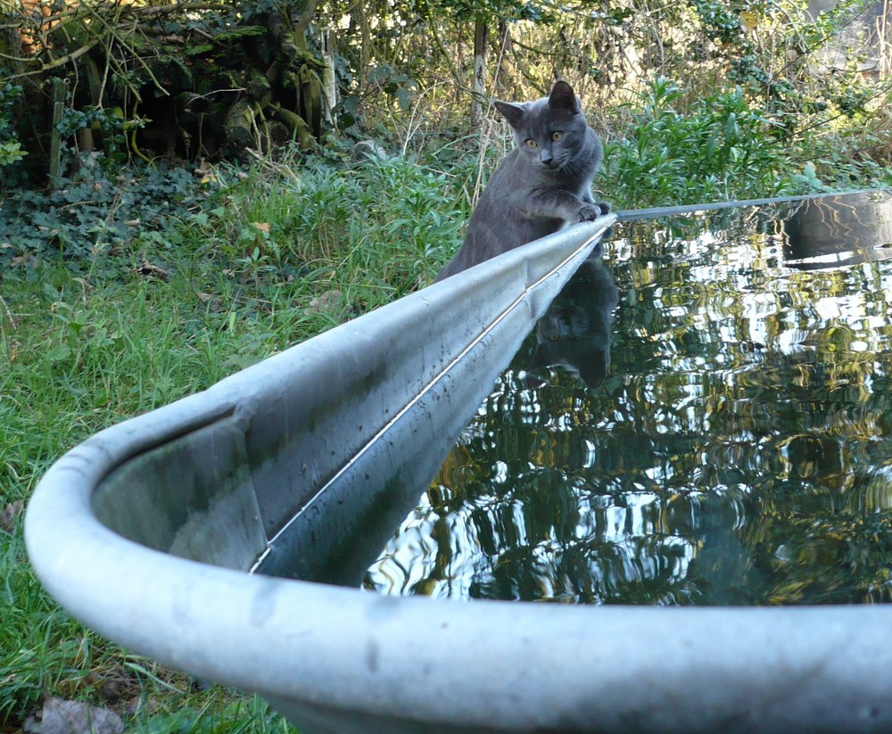 Dans le bain