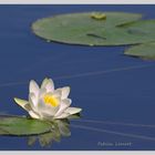 Dans le bassin du temple de l'amour