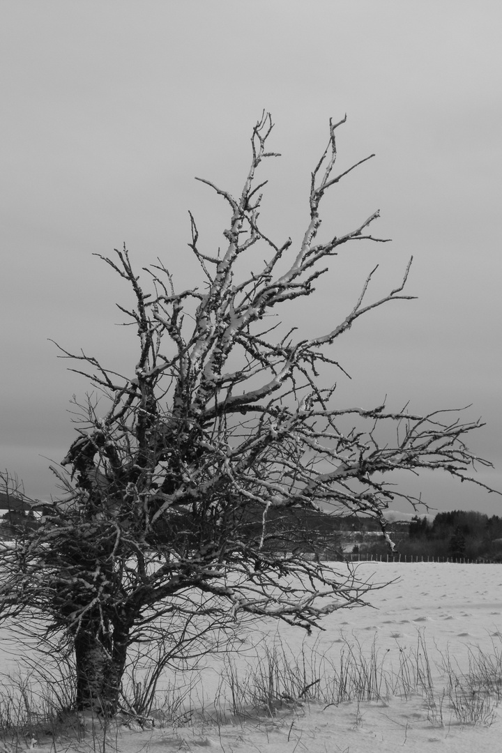 Dans le blanc