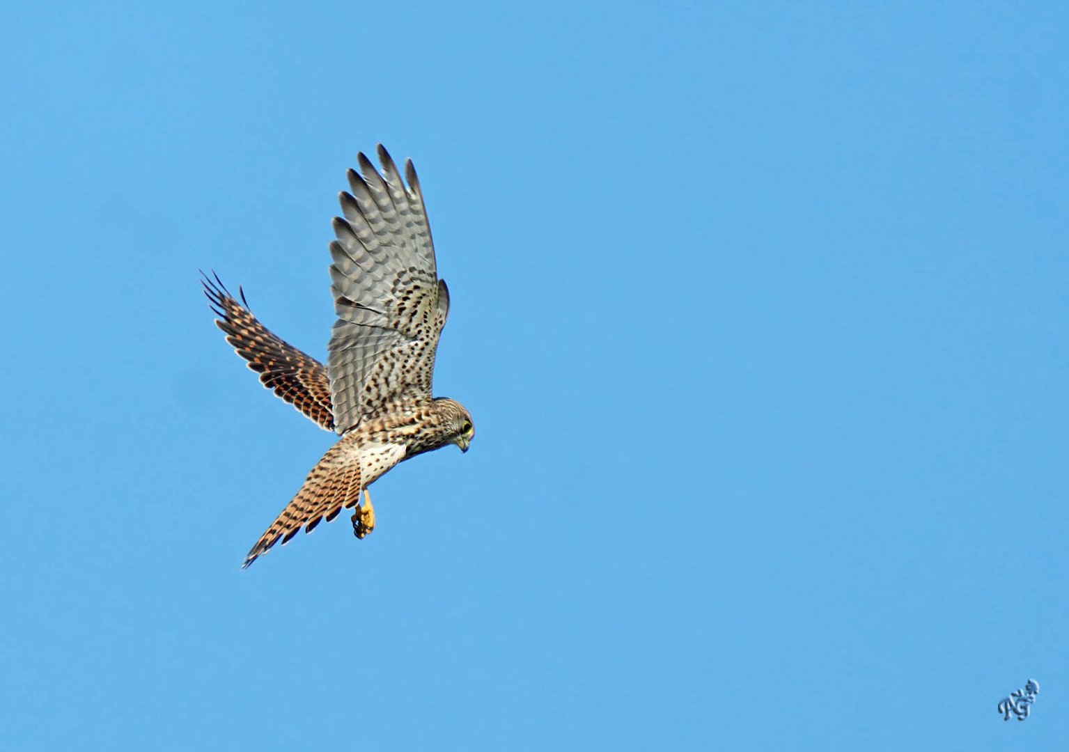 Dans le bleu du ciel, le faucon crécerelle....